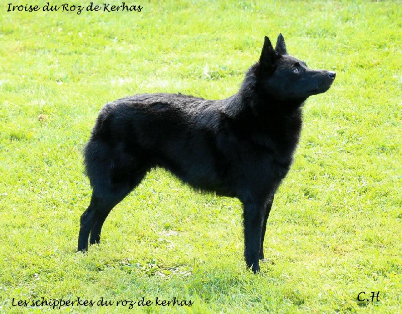 Iroise Du roz de kerhas