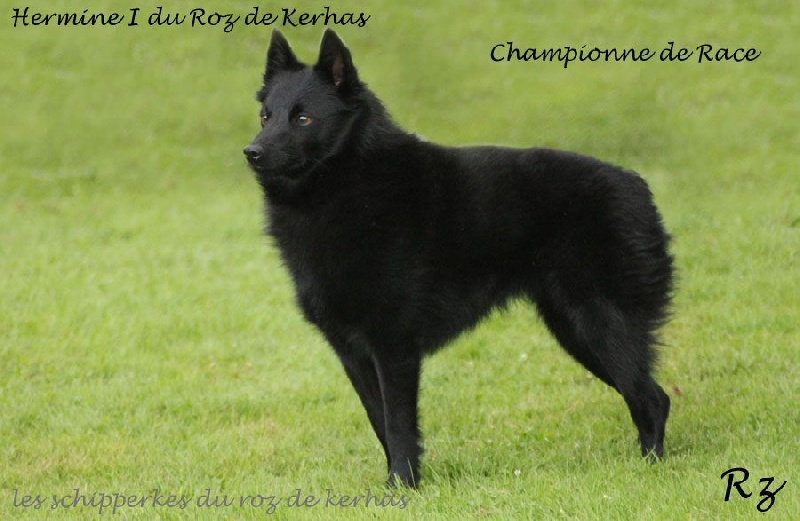 Hermine Du roz de kerhas